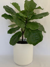 Load image into Gallery viewer, A fiddle-leaf fig in a matte white ceramic pot in front of a white background.
