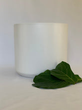 Load image into Gallery viewer, A matte white ceramic pot next to two fiddle-leaf fig leaves in front of a white background.
