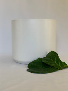 A matte white ceramic pot next to two fiddle-leaf fig leaves in front of a white background.