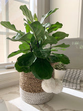 Load image into Gallery viewer, A starter fiddle-leaf fig sitting in a basket on a kitchen counter.
