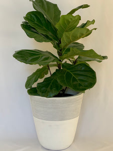 A fiddle-leaf fig in a white and gray-striped pot in front of a white background.