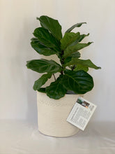 Load image into Gallery viewer, A starter fiddle-leaf fig gift bundle sits in front of a plain white background. The bundle includes a white rope basket with a card attached.
