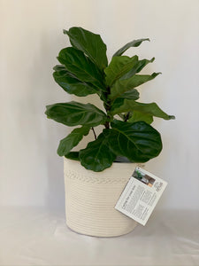 A starter fiddle-leaf fig gift bundle sits in front of a plain white background. The bundle includes a white rope basket with a card attached.