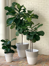 Load image into Gallery viewer, Three fiddle-leaf figs in white and gray-striped pots on a brick patio.
