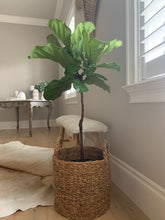 Load image into Gallery viewer, A fiddle-leaf fig tree in a basket in front of a bench.

