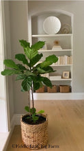 Load image into Gallery viewer, A small fiddle-leaf fig tree in a basket in front of a book case.
