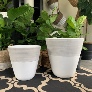 Two white and gray-striped pots on a patterned rug in front of many fiddle-leaf figs.