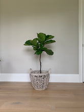 Load image into Gallery viewer, A small fiddle-leaf fig tree in a basket in front of a gray wall.
