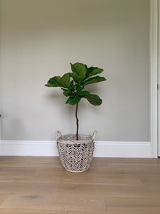 A small fiddle-leaf fig tree in a basket in front of a gray wall.