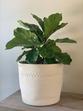 Load image into Gallery viewer, A fiddle-leaf fig in a white rope basket on a wooden table.
